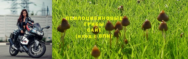 прущие грибы Нязепетровск