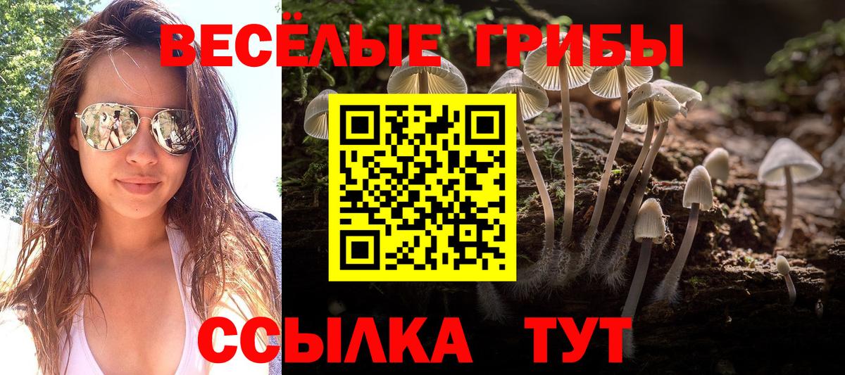 Псилоцибиновые грибы Psilocybe Североморск